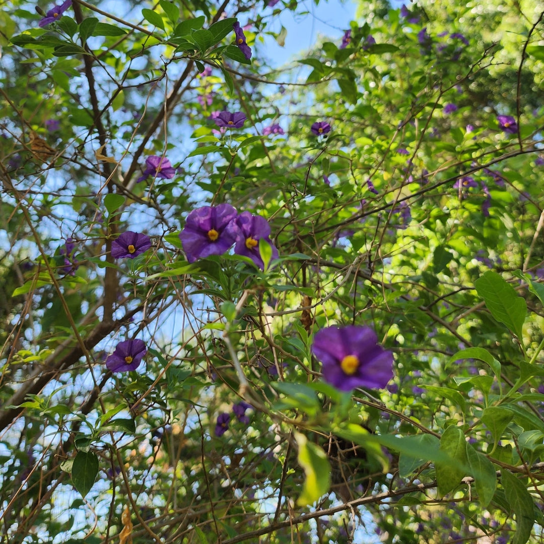 Freeform Flow Thursdays at Kulturnest with Elias Salamoun