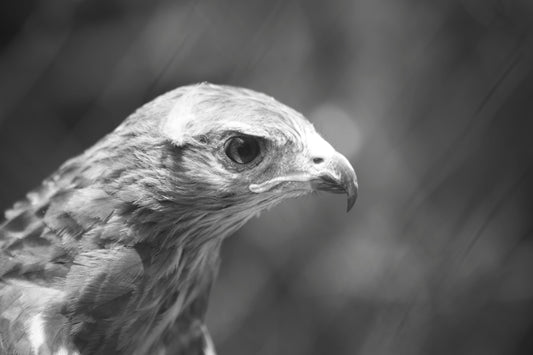 Al Ajni7ah al Moutakassirah - I